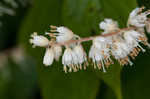 Mountain sweetpepperbush